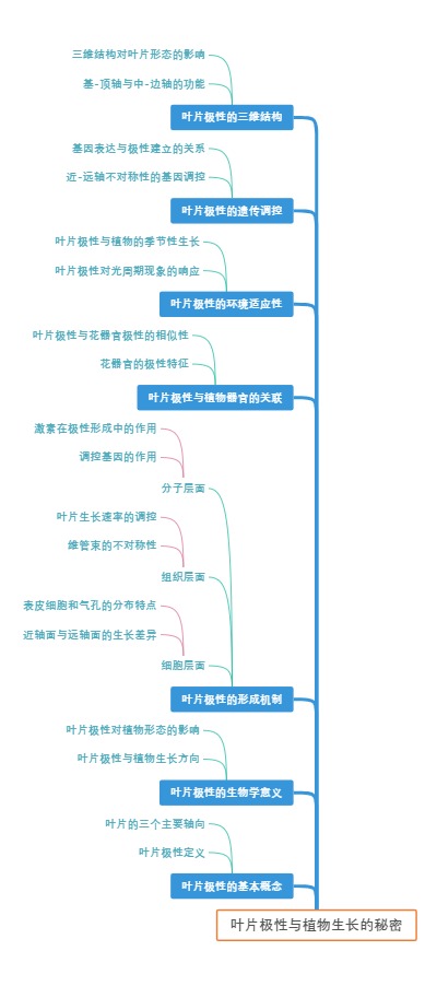 叶片极性与植物生长的秘密