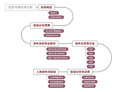 核型与染色体分析