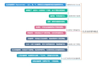 乳多泡病毒科概述