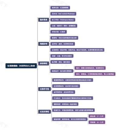 红颈瓣蹼鹬：自然界的水上舞者