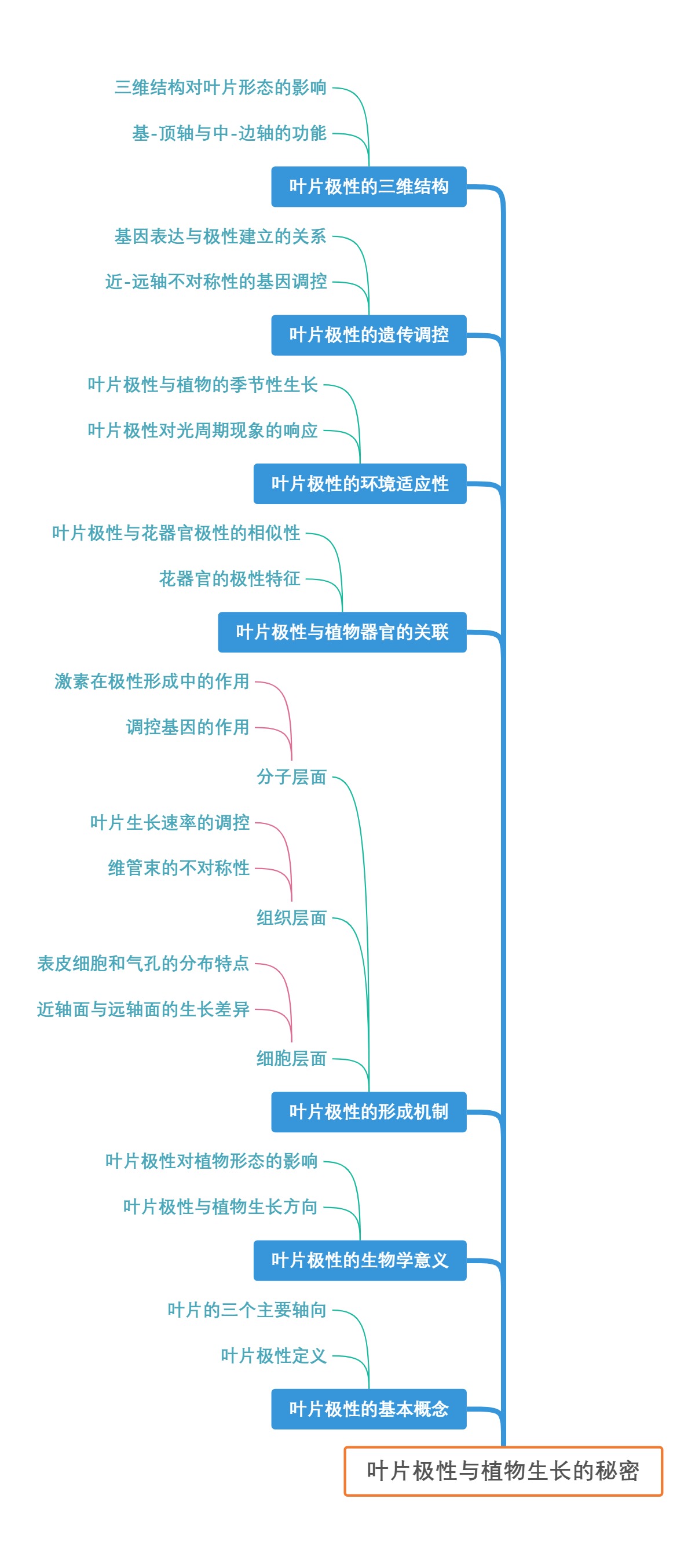 叶片极性与植物生长的秘密