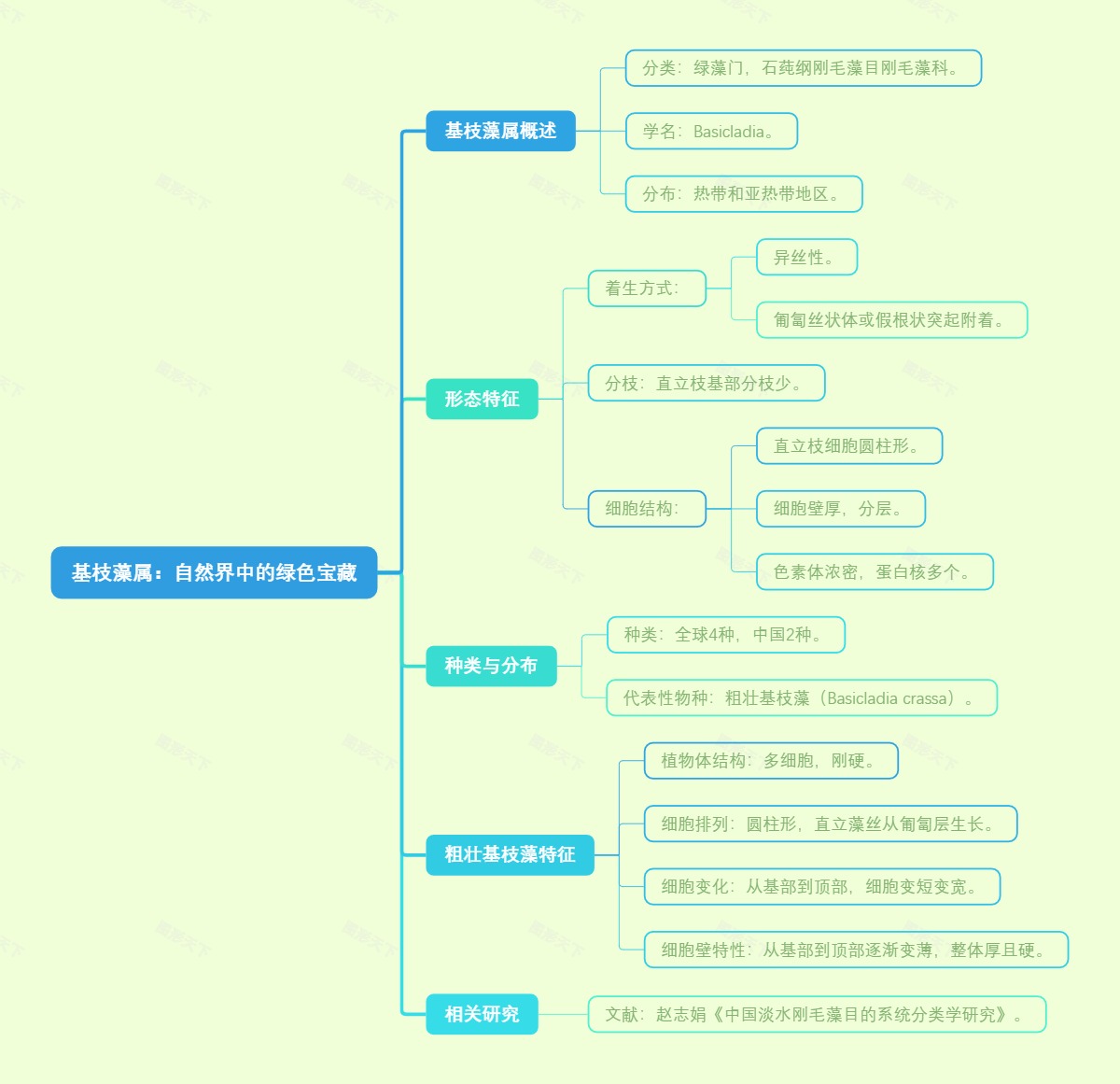 基枝藻属：自然界中的绿色宝藏