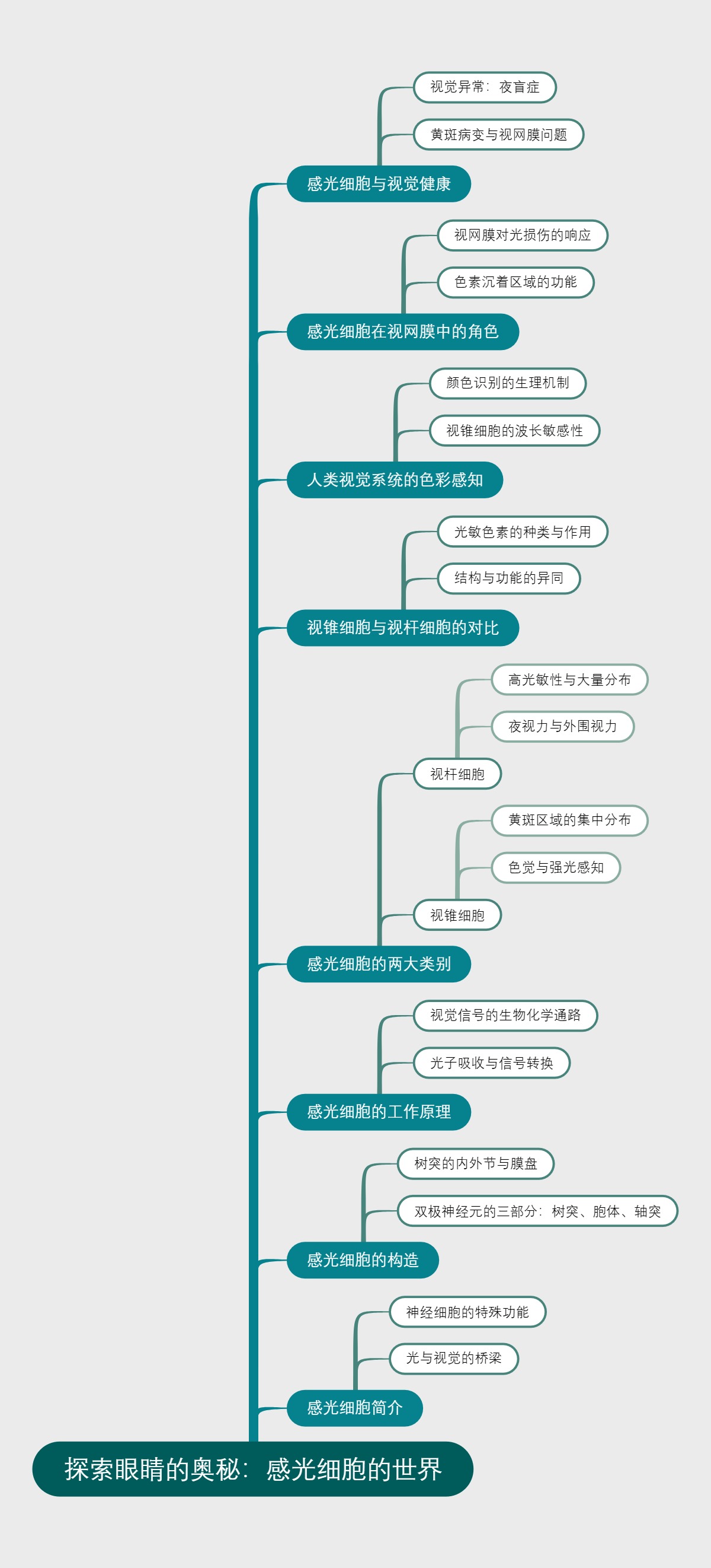 探索眼睛的奥秘：感光细胞的世界
