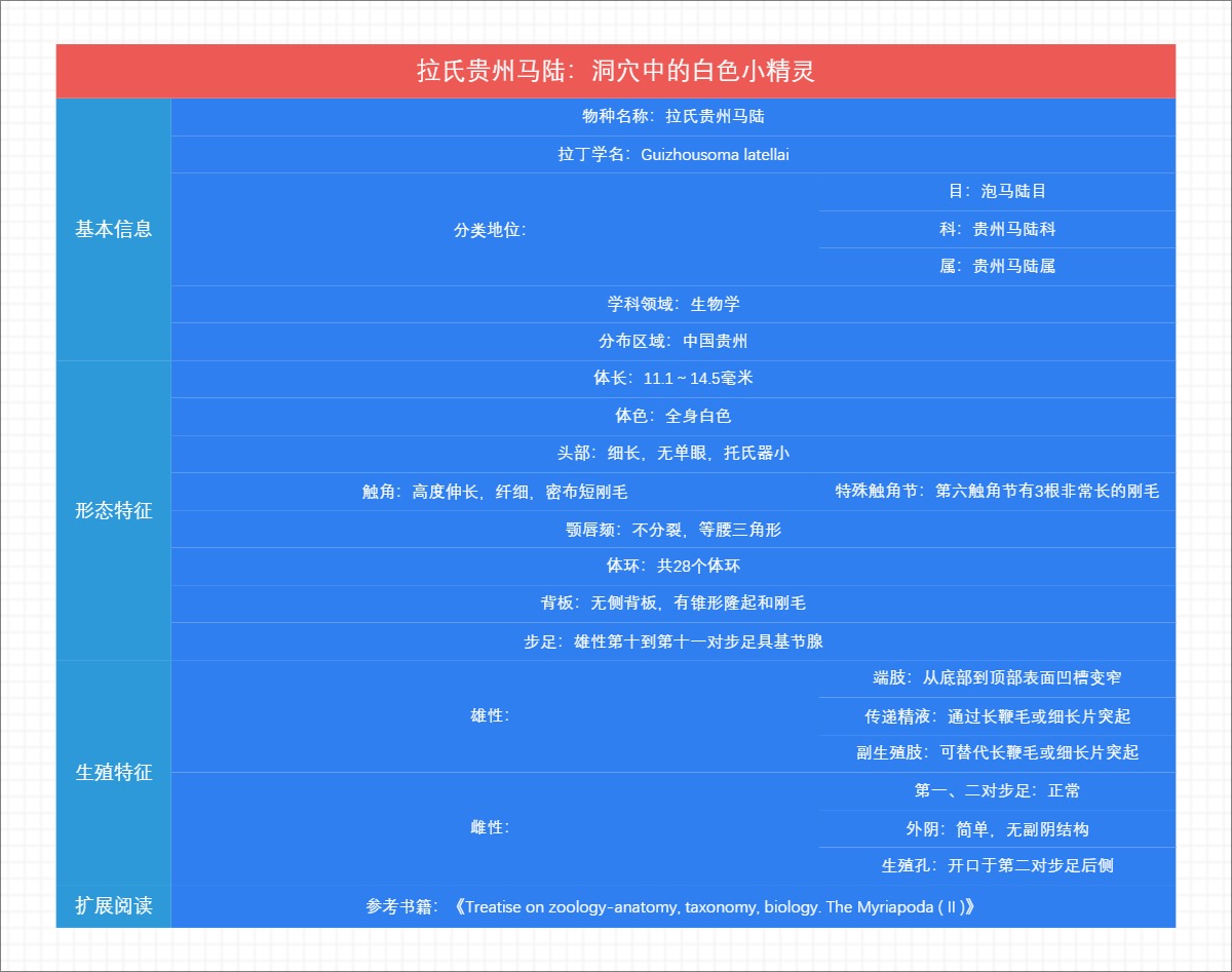拉氏贵州马陆：洞穴中的白色小精灵