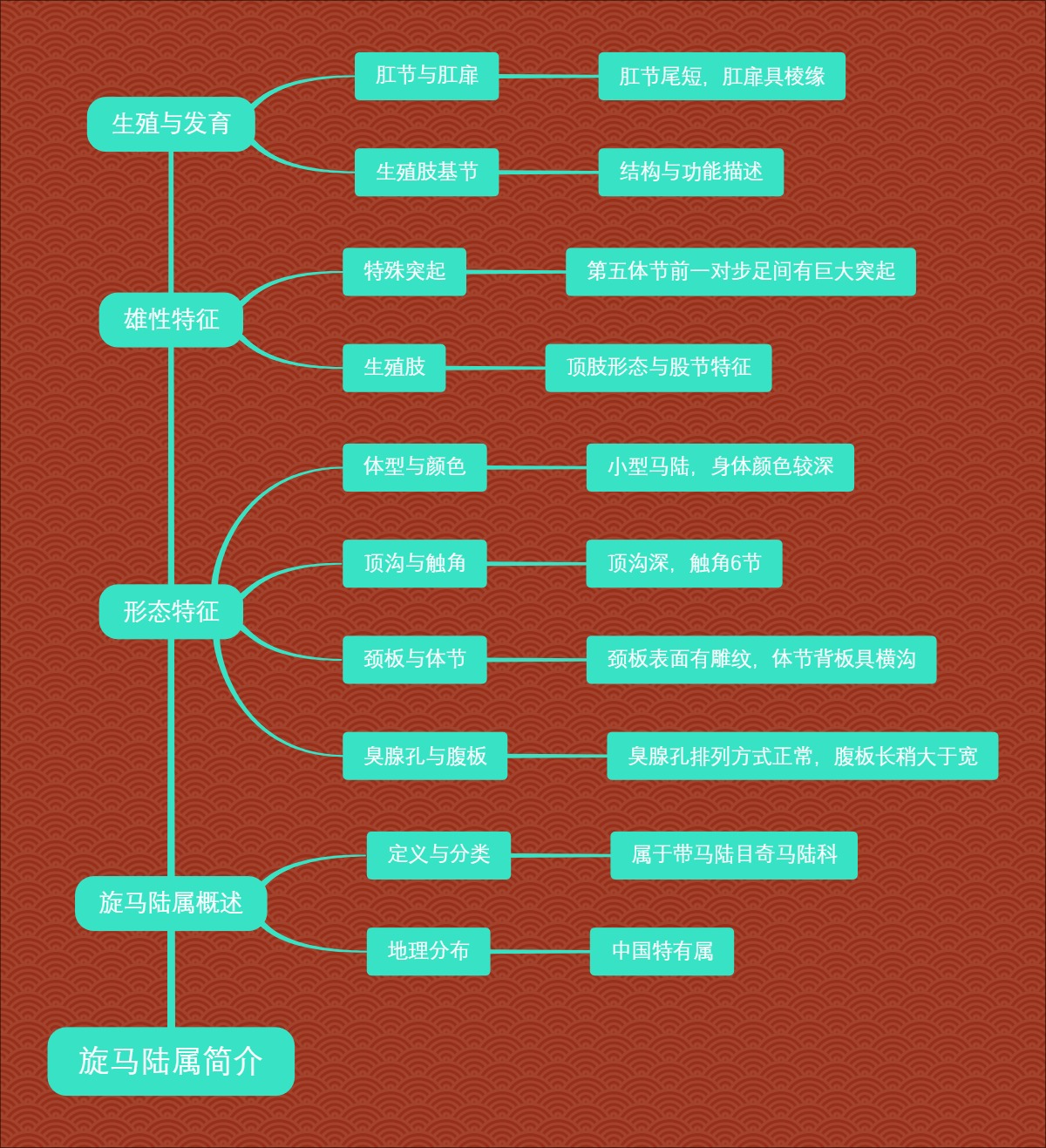 旋马陆属简介