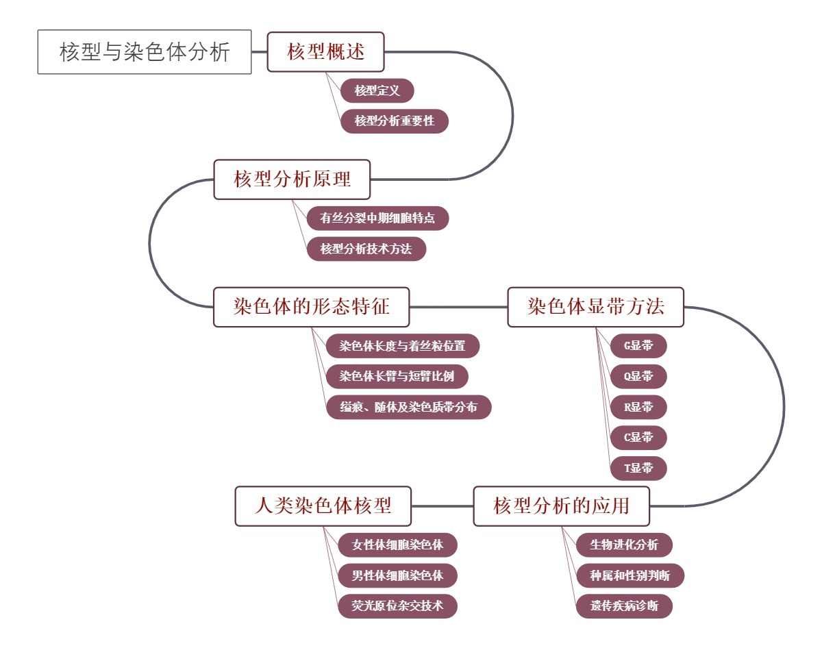 核型与染色体分析