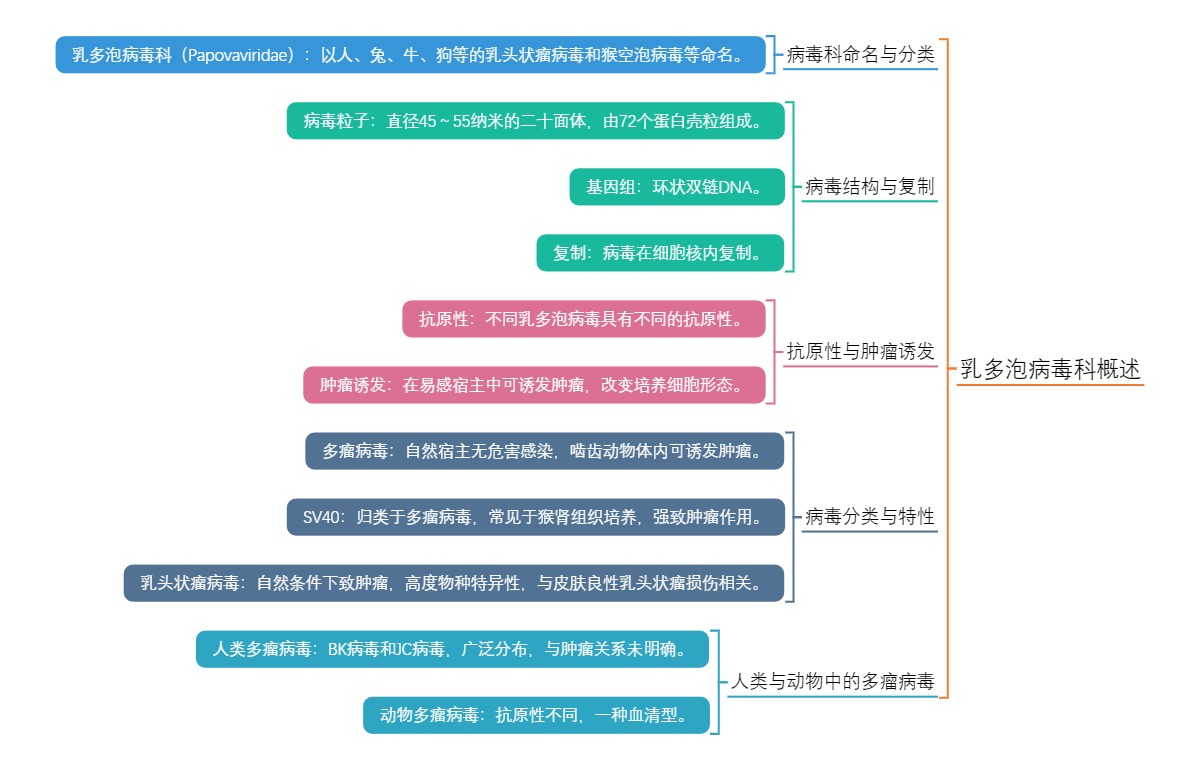 乳多泡病毒科概述