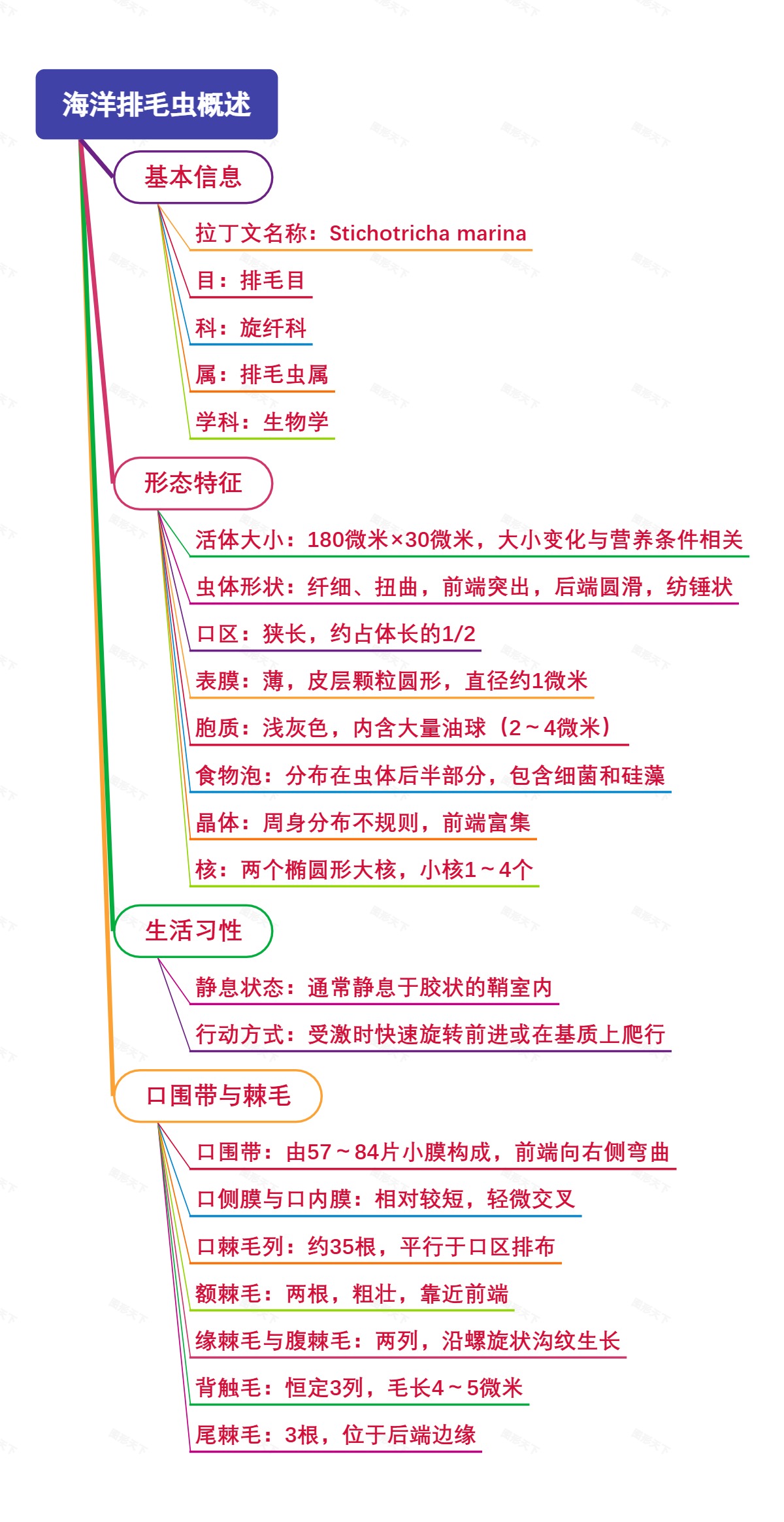 海洋排毛虫概述