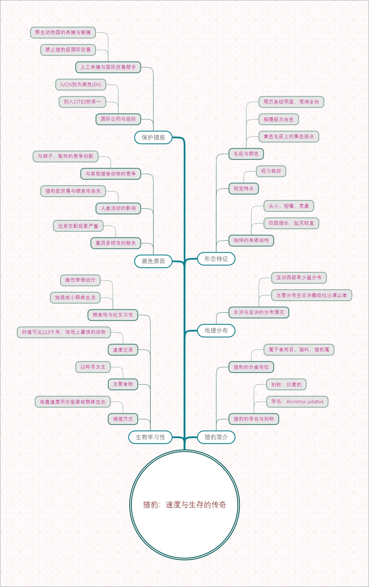 猎豹：速度与生存的传奇