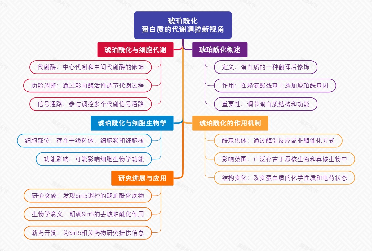 琥珀酰化：蛋白质的代谢调控新视角
