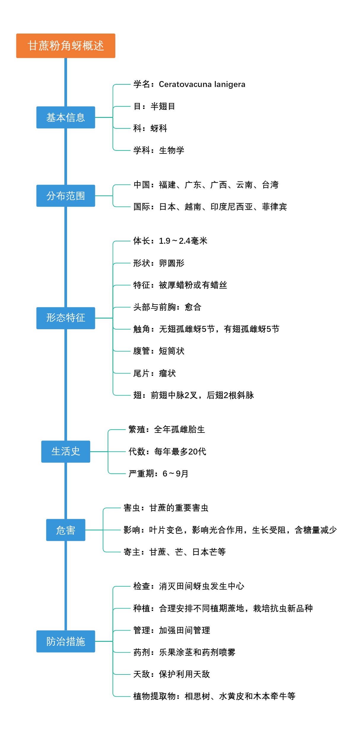 甘蔗粉角蚜概述