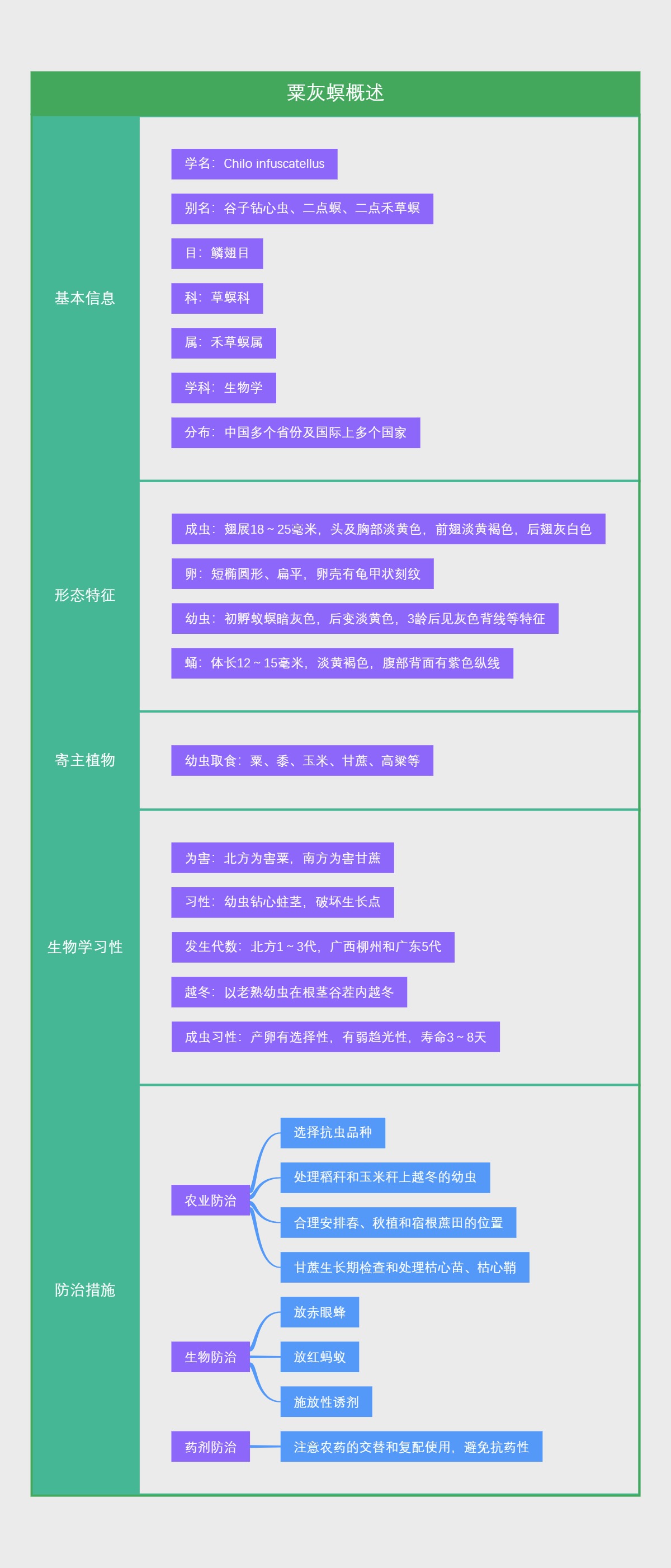 粟灰螟概述