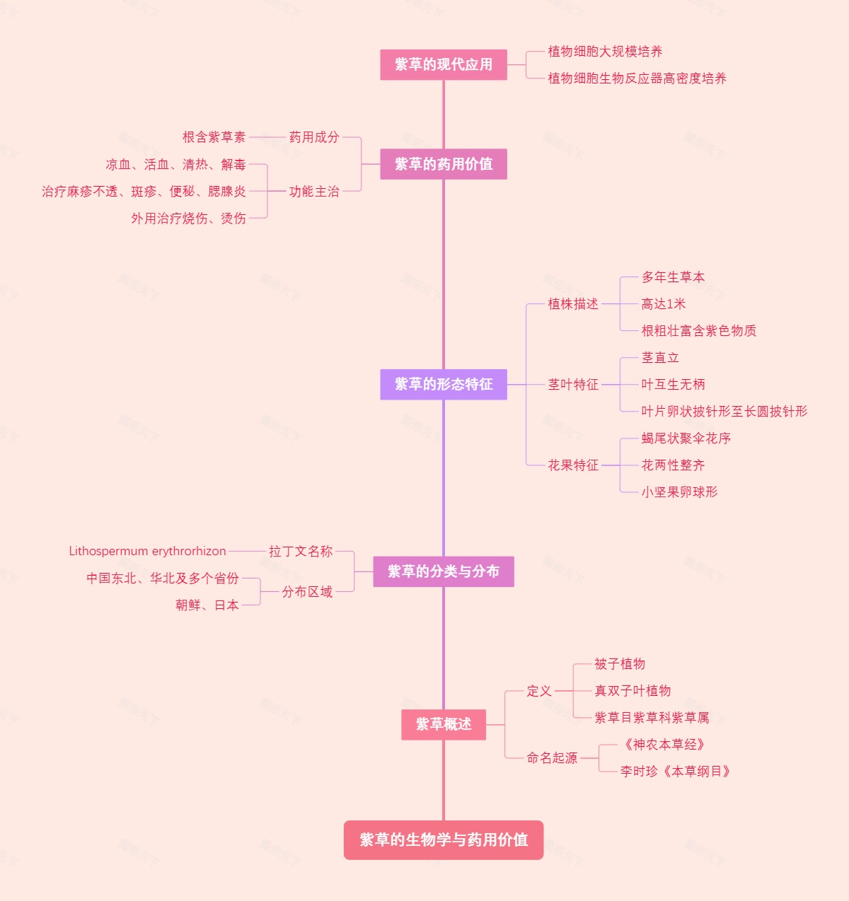 紫草的生物学与药用价值