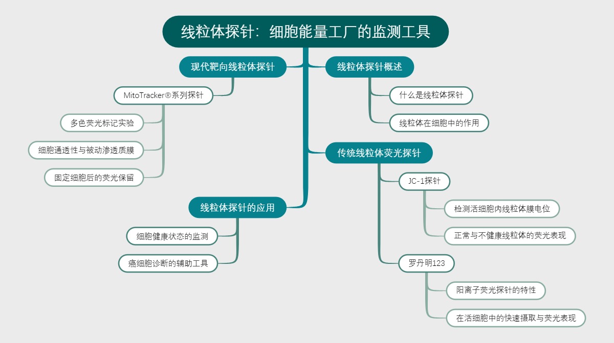线粒体探针：细胞能量工厂的监测工具