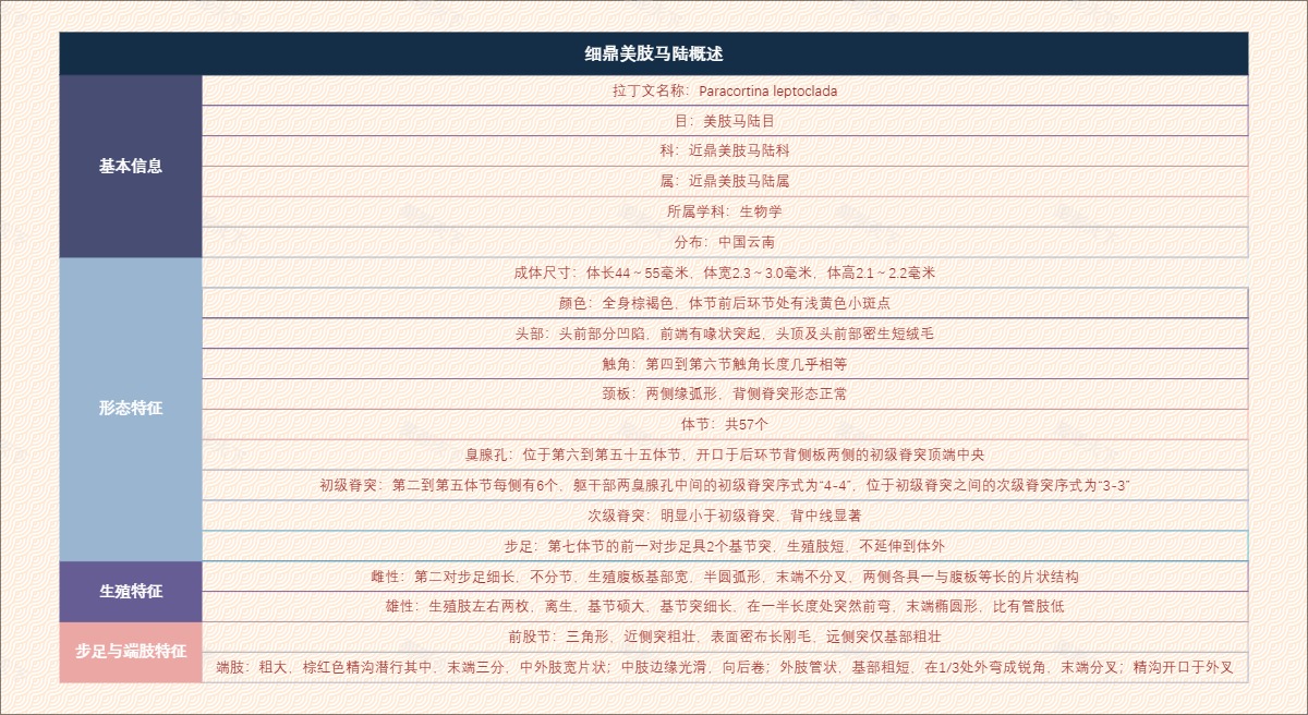 细鼎美肢马陆概述