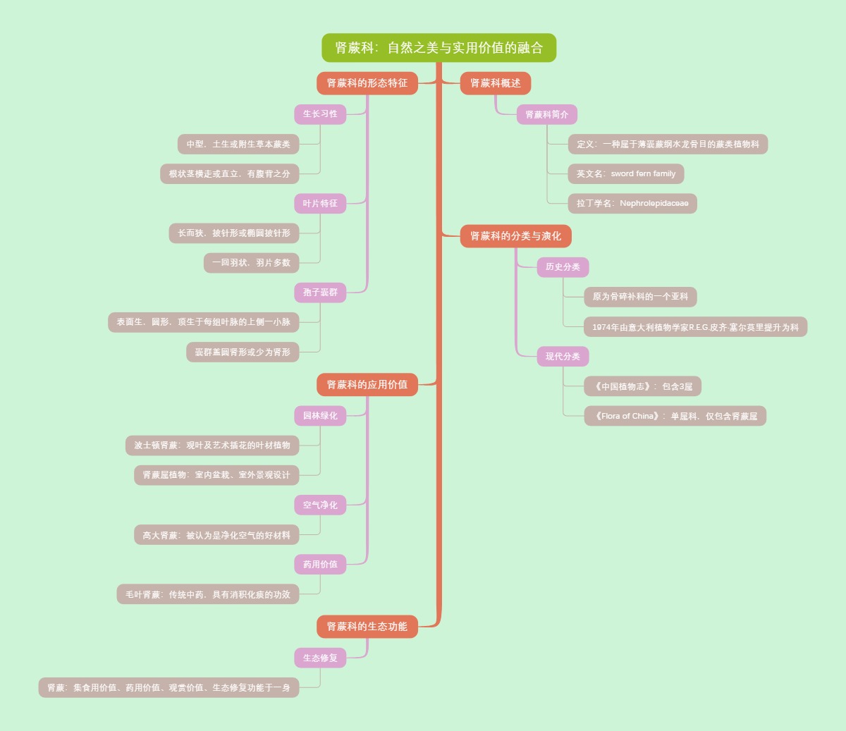 肾蕨科：自然之美与实用价值的融合