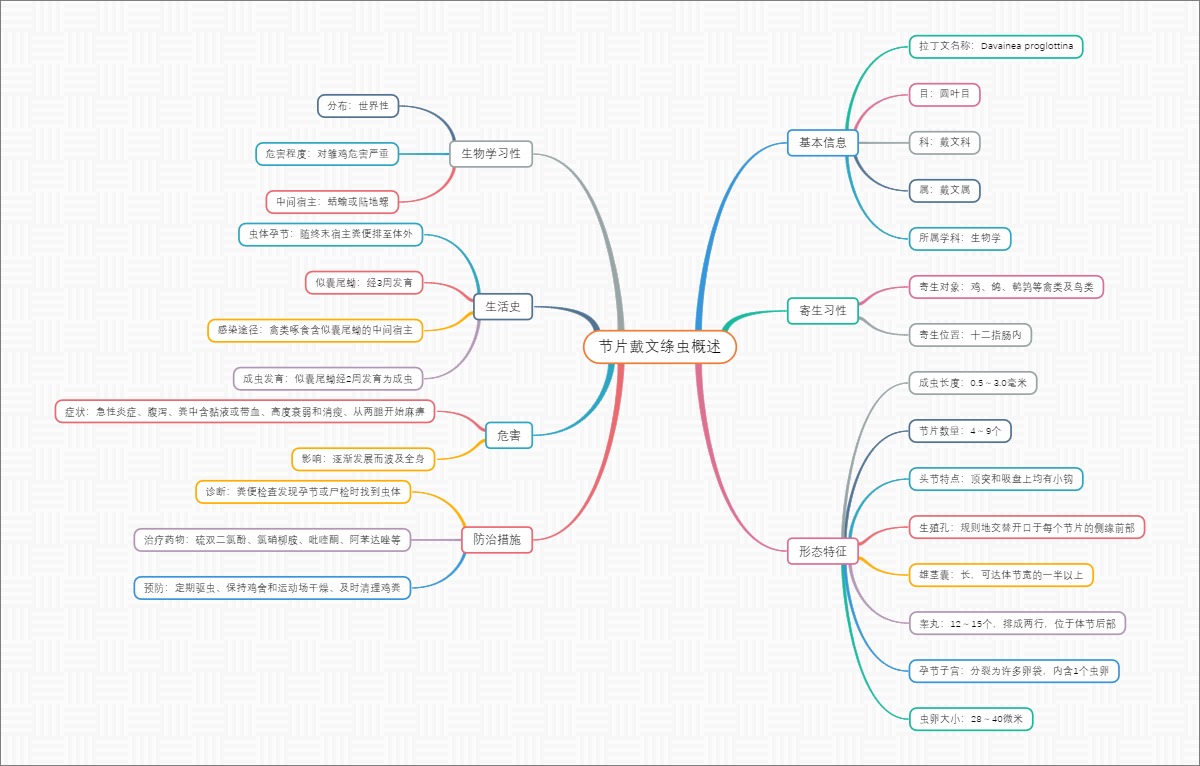 节片戴文绦虫概述