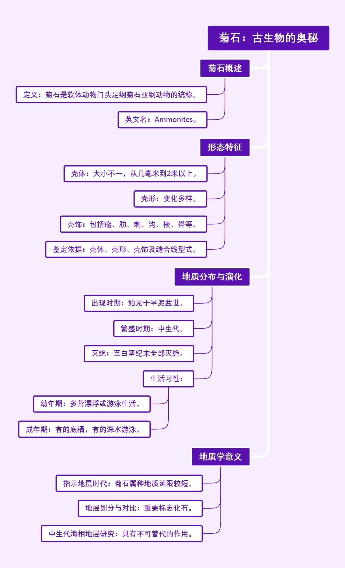 菊石：古生物的奥秘