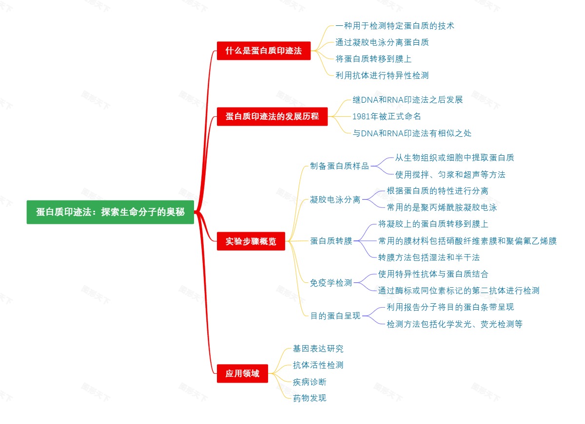 蛋白质印迹法：探索生命分子的奥秘
