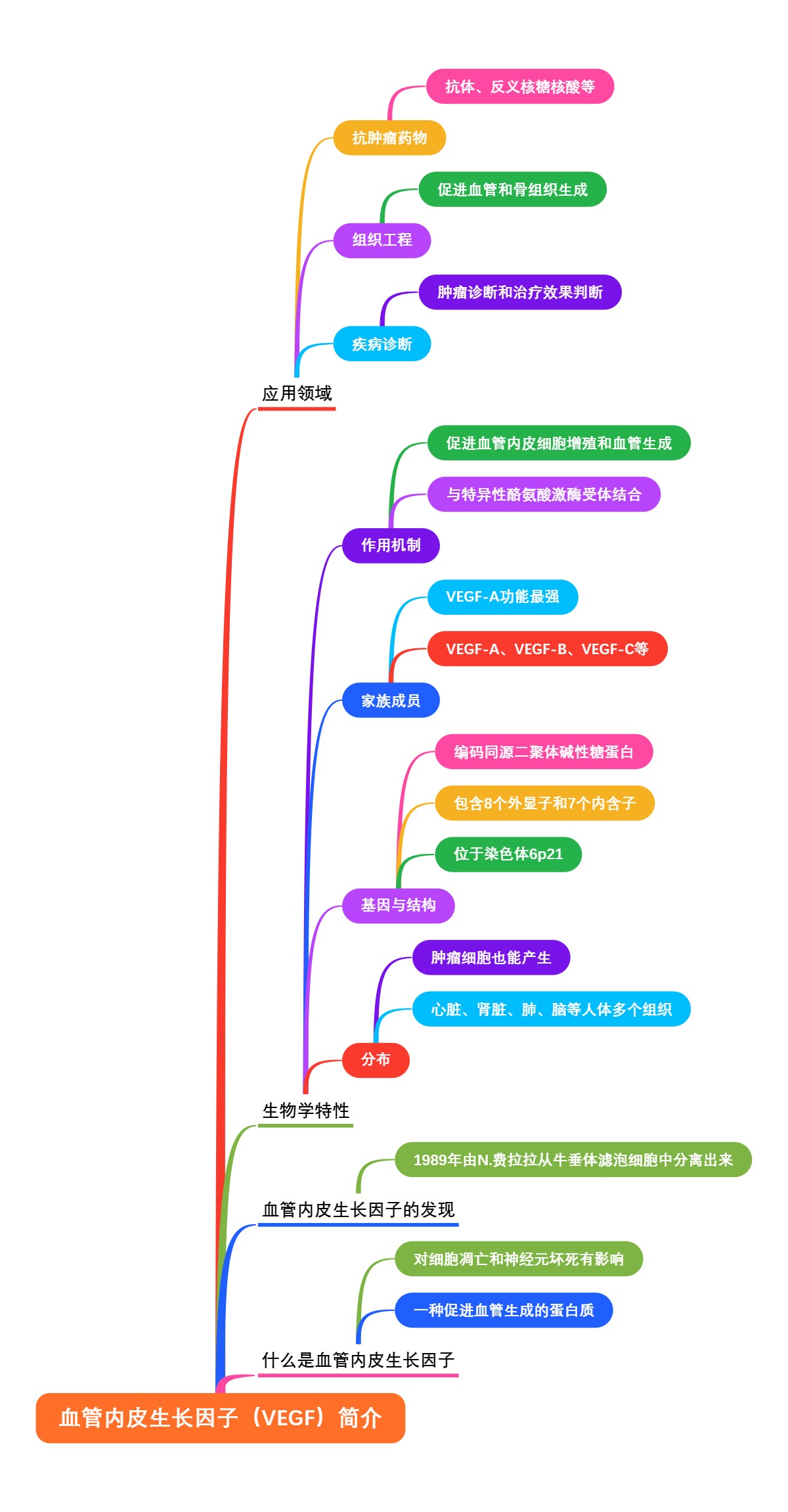 血管内皮生长因子（VEGF）简介