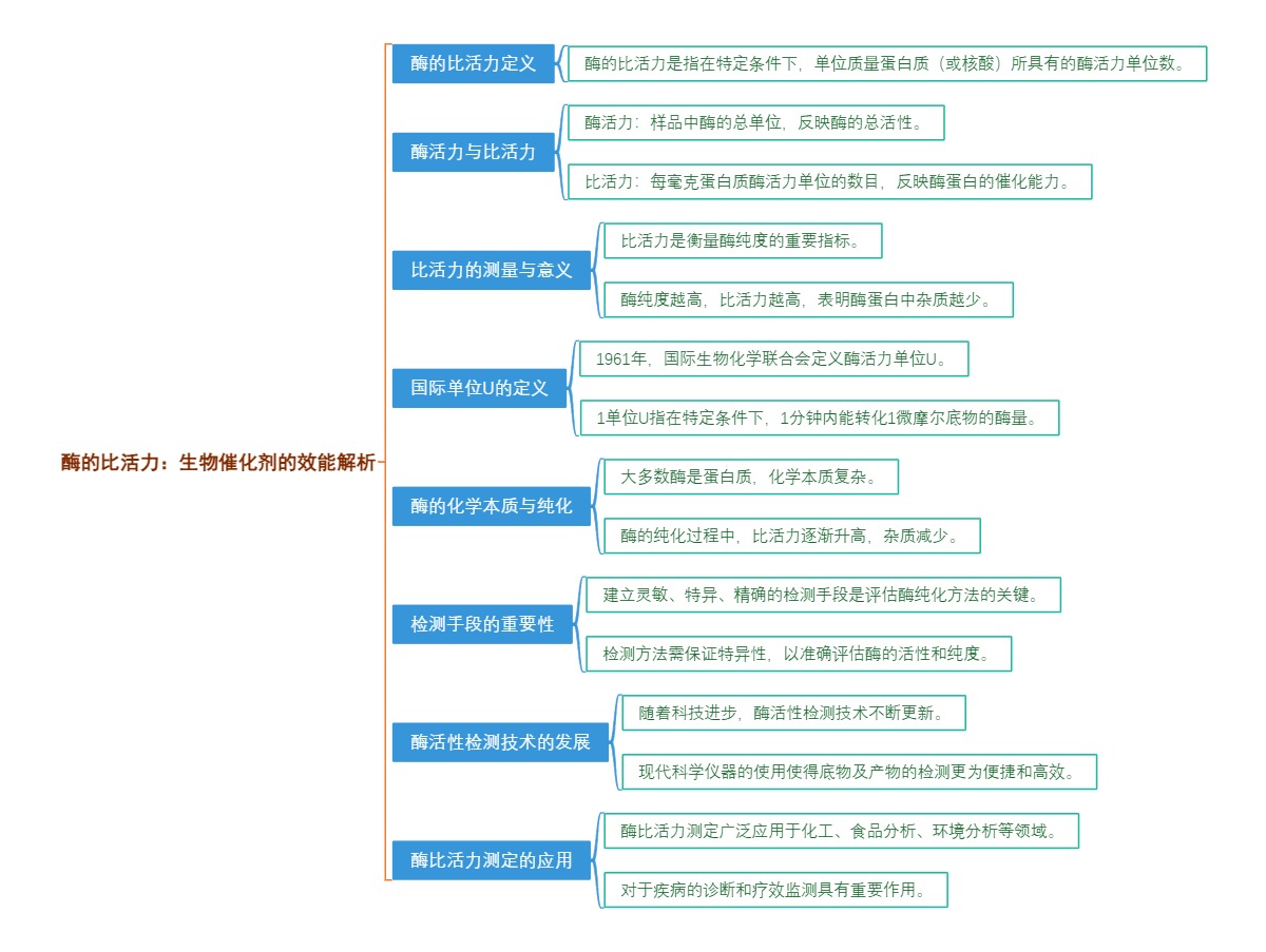 酶的比活力：生物催化剂的效能解析