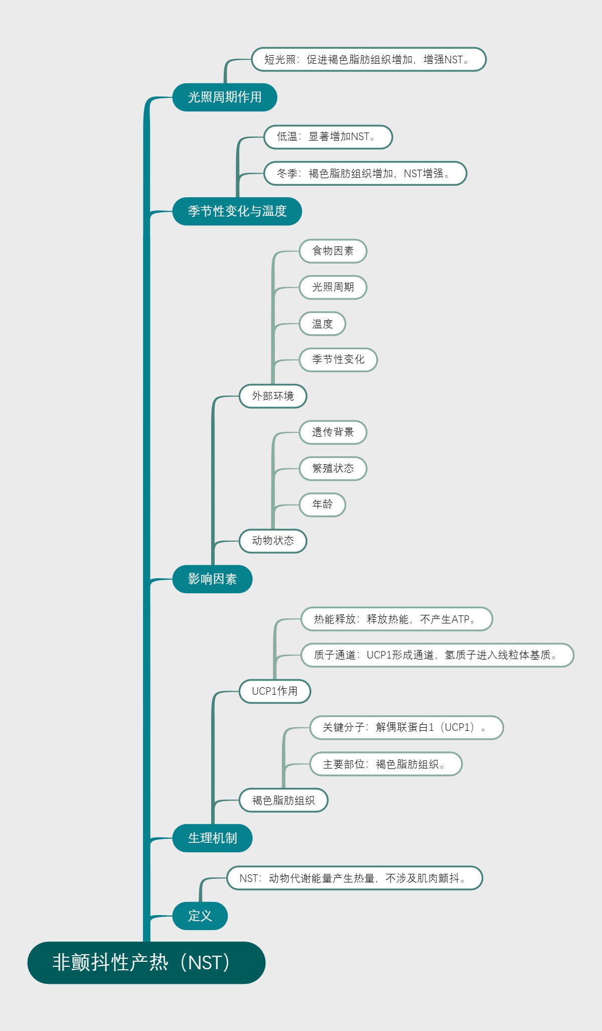 非颤抖性产热（NST）