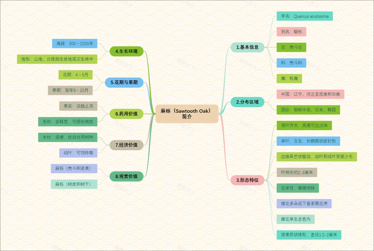 麻栎（Sawtooth Oak）简介