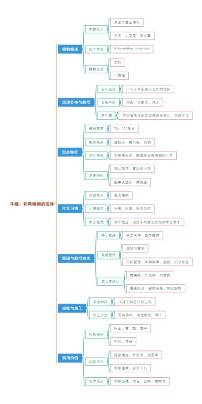 牛膝：药用植物的宝库