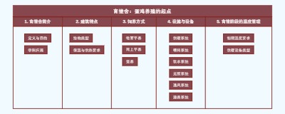 育雏舍：蛋鸡养殖的起点