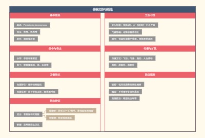 香蕉交脉蚜概述