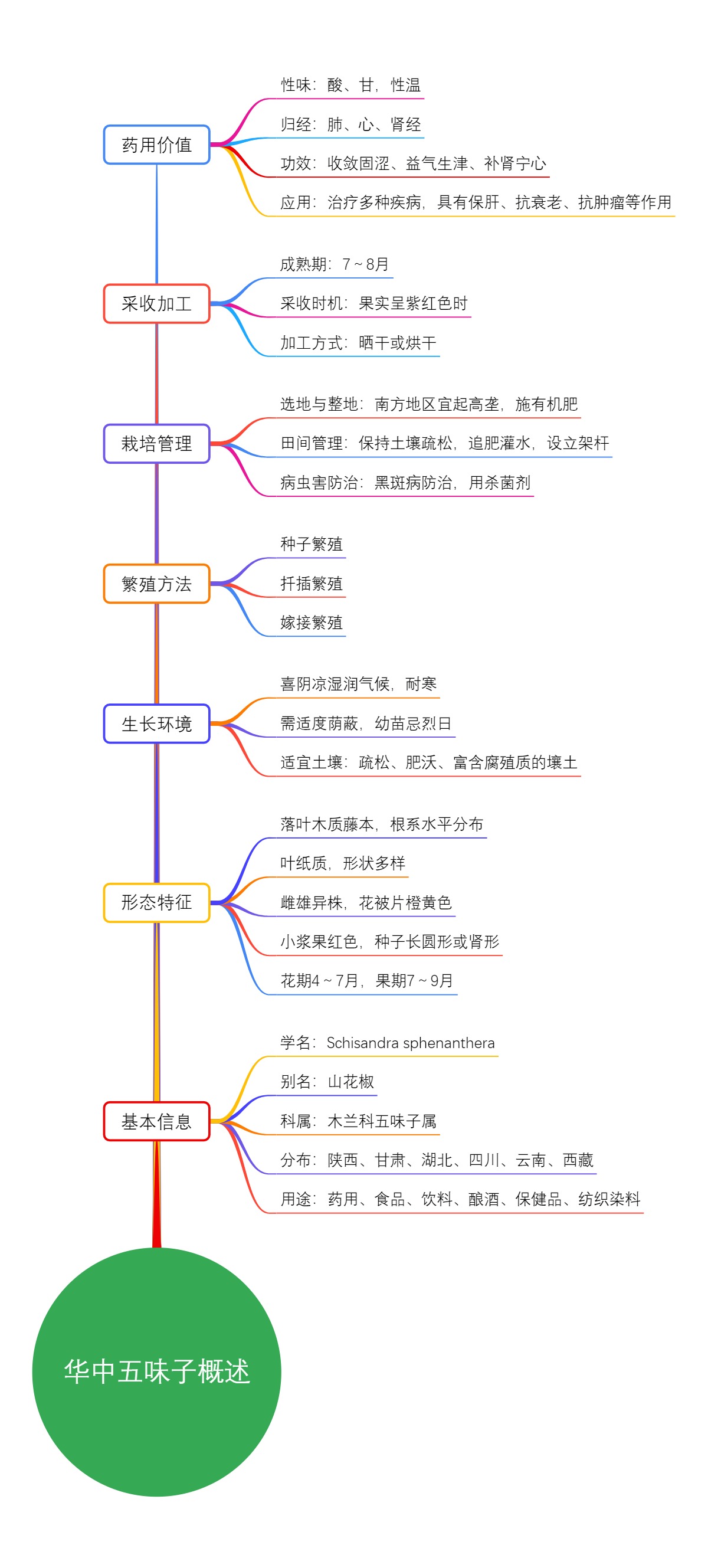 华中五味子概述