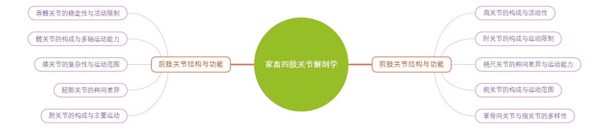 家畜四肢关节解剖学