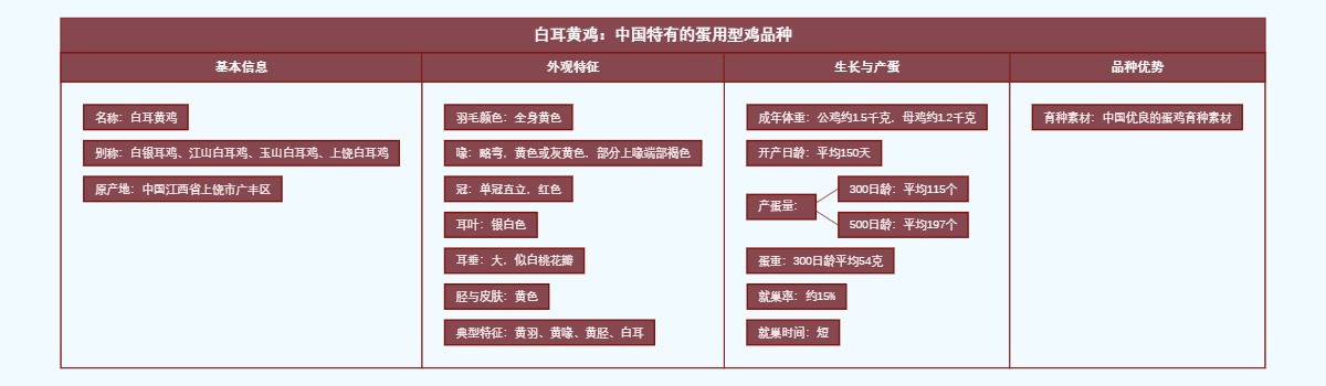 白耳黄鸡：中国特有的蛋用型鸡品种