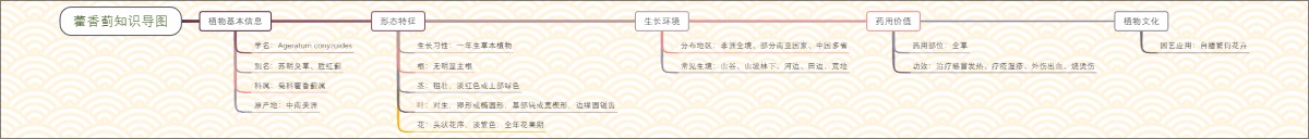 藿香蓟知识导图