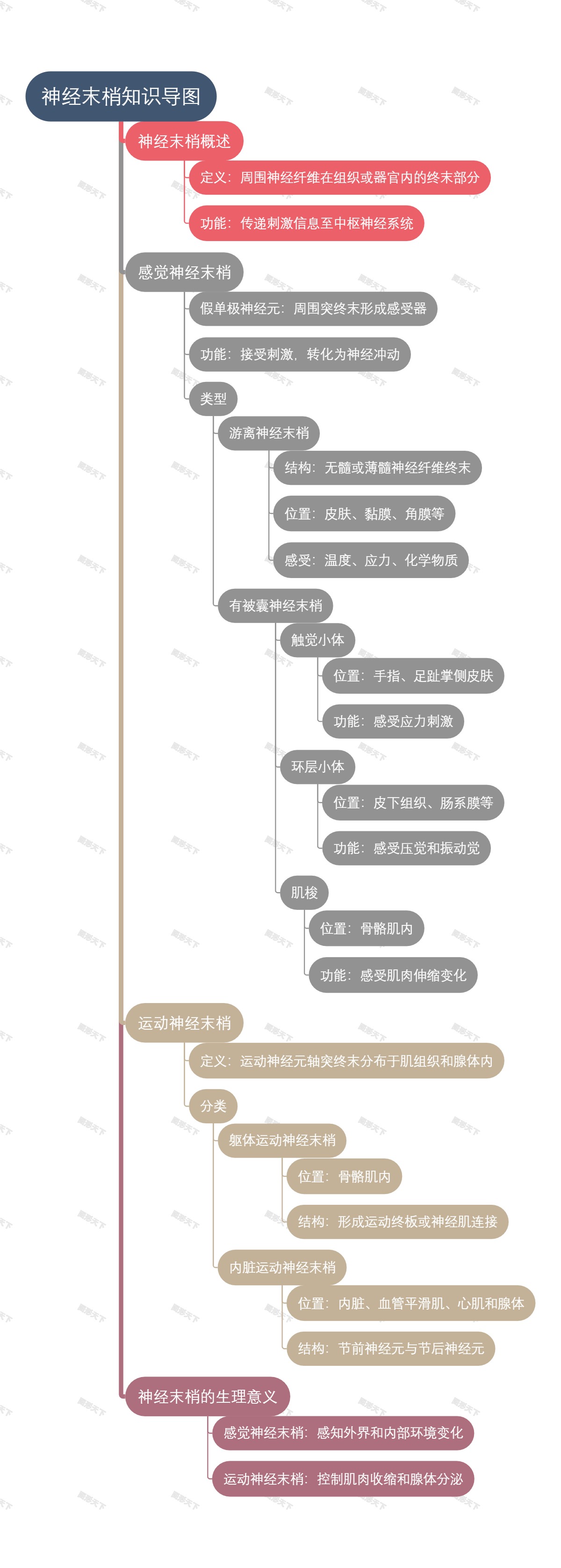 神经末梢知识导图