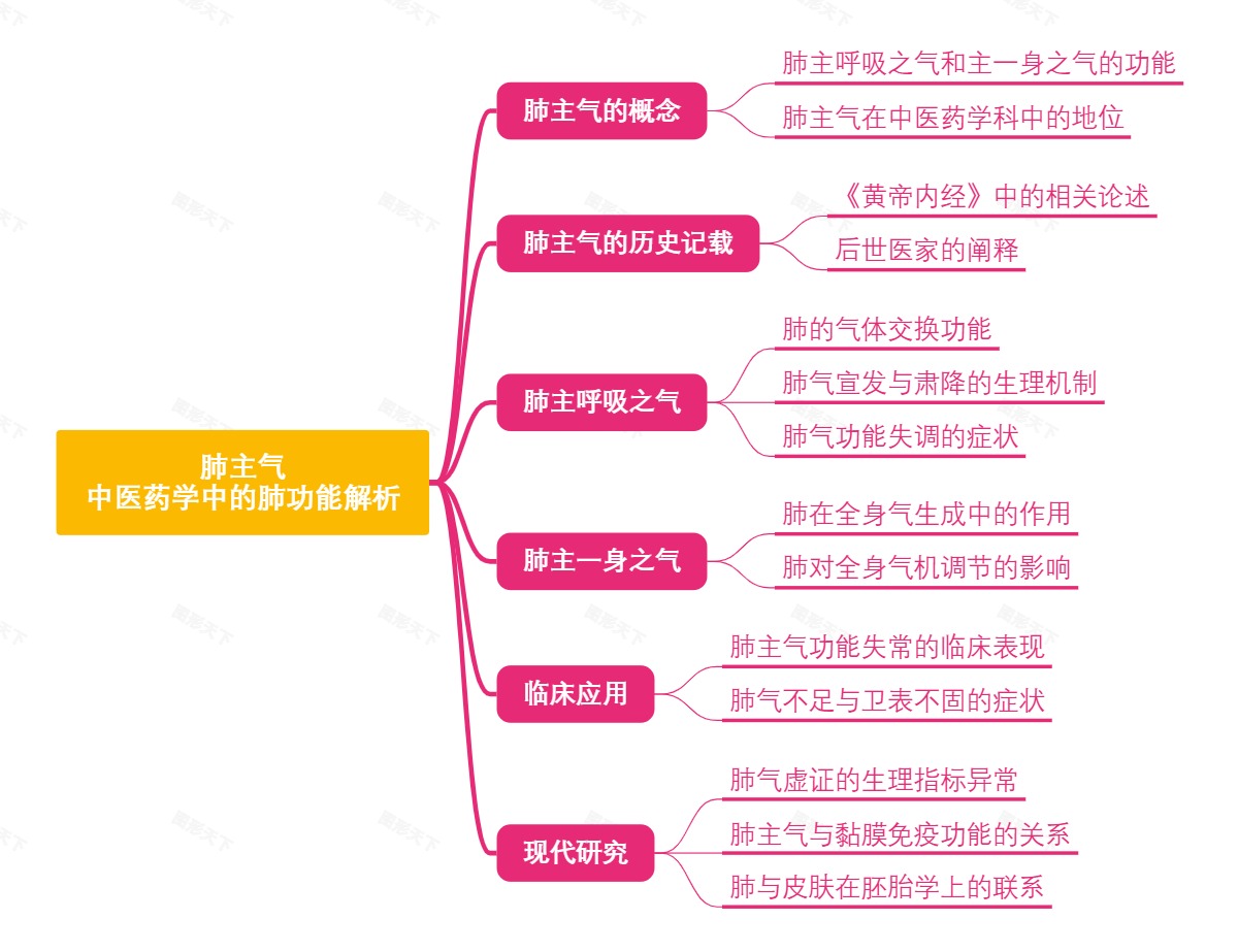 肺主气：中医药学中的肺功能解析