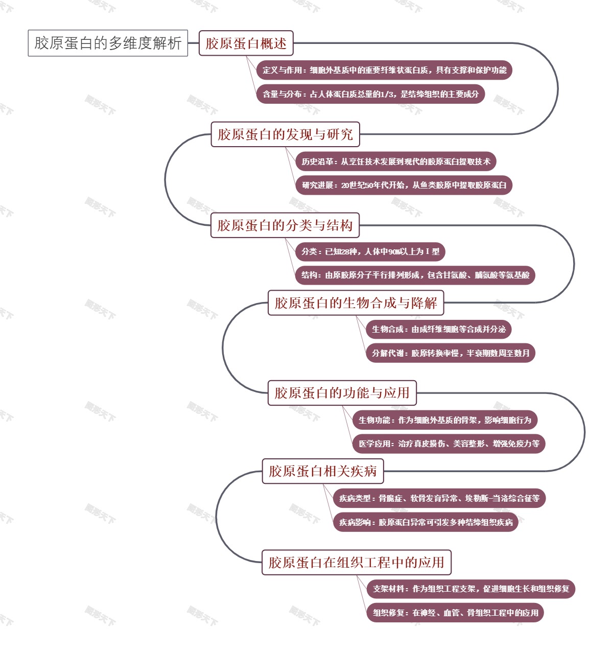 胶原蛋白的多维度解析