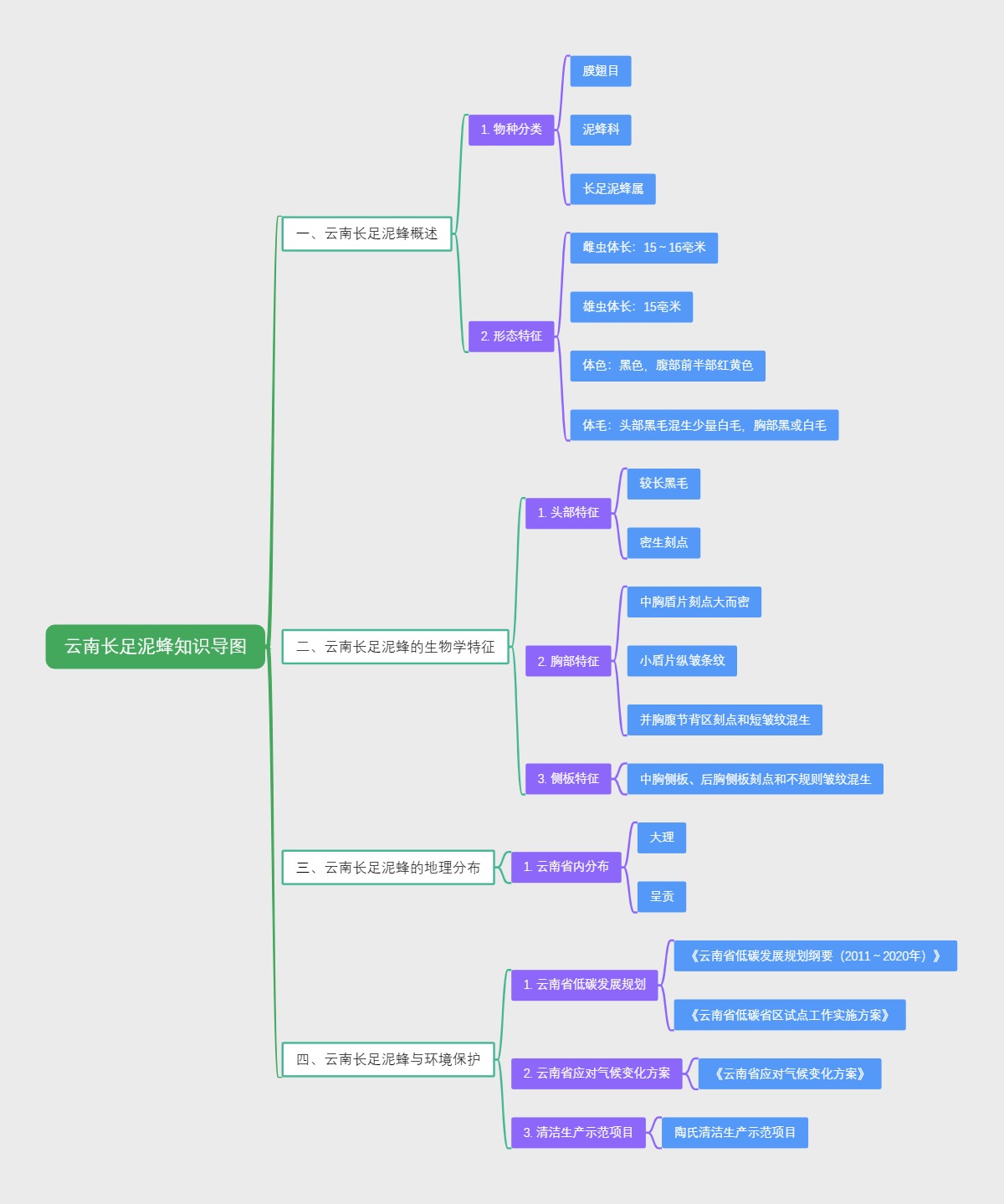 云南长足泥蜂知识导图