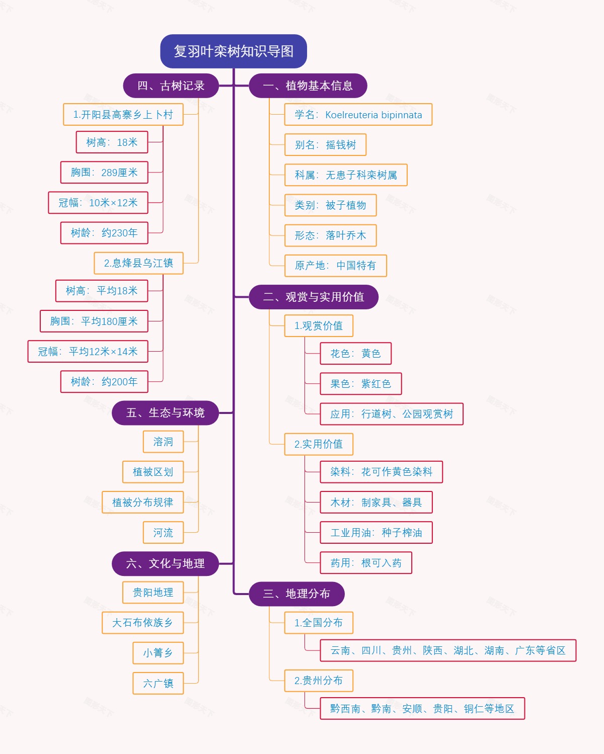 复羽叶栾树知识导图