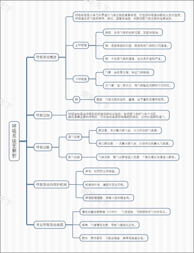 呼吸系统全解析