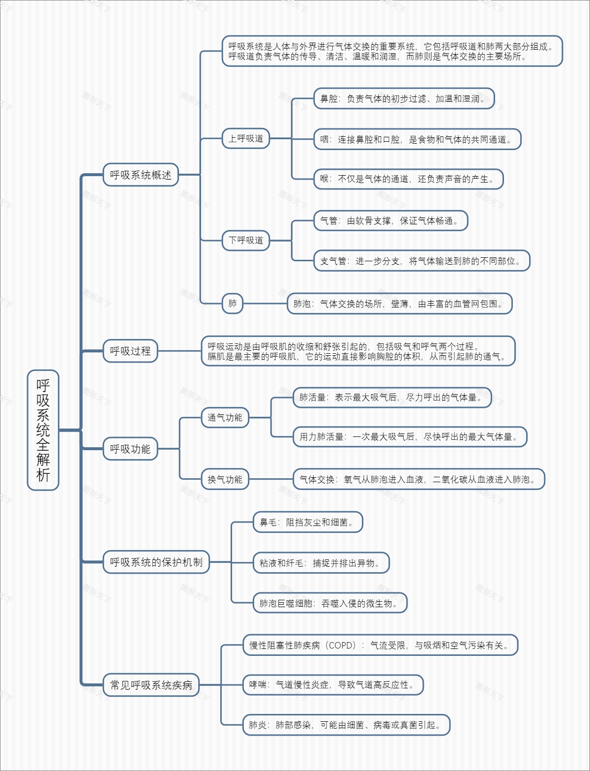 呼吸系统全解析
