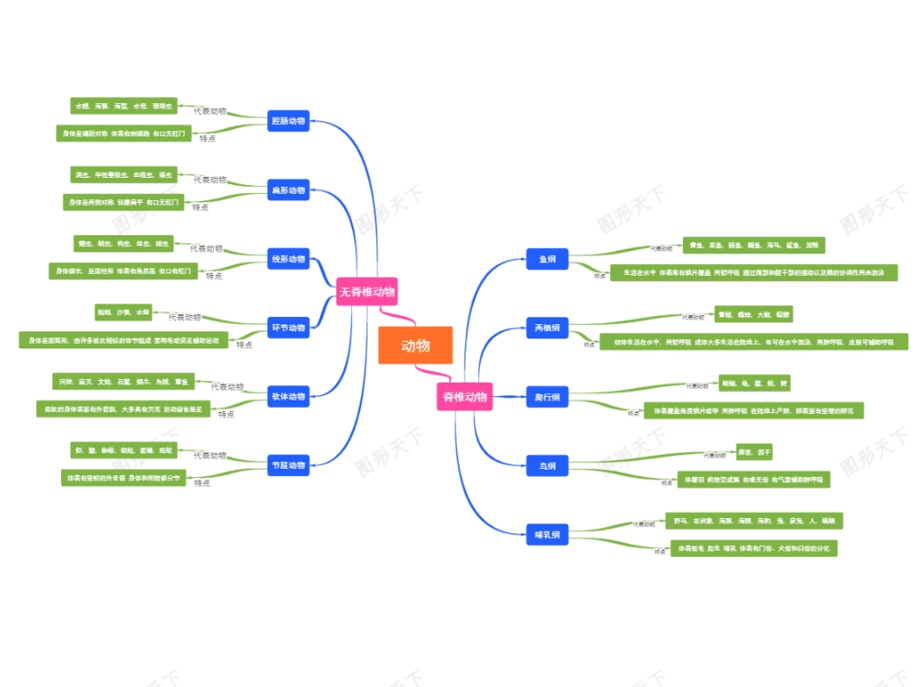 动物界的系统分类体系