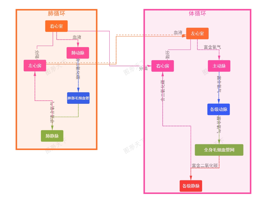 精细解析血液的肺循环与体循环关系图
