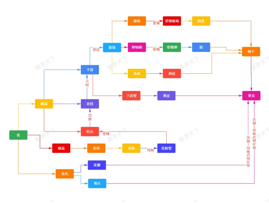 花的繁殖过程：从绽放到果实的诞生