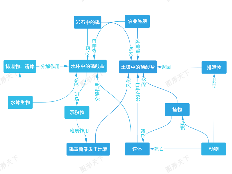 生态系统中磷循环的关系图