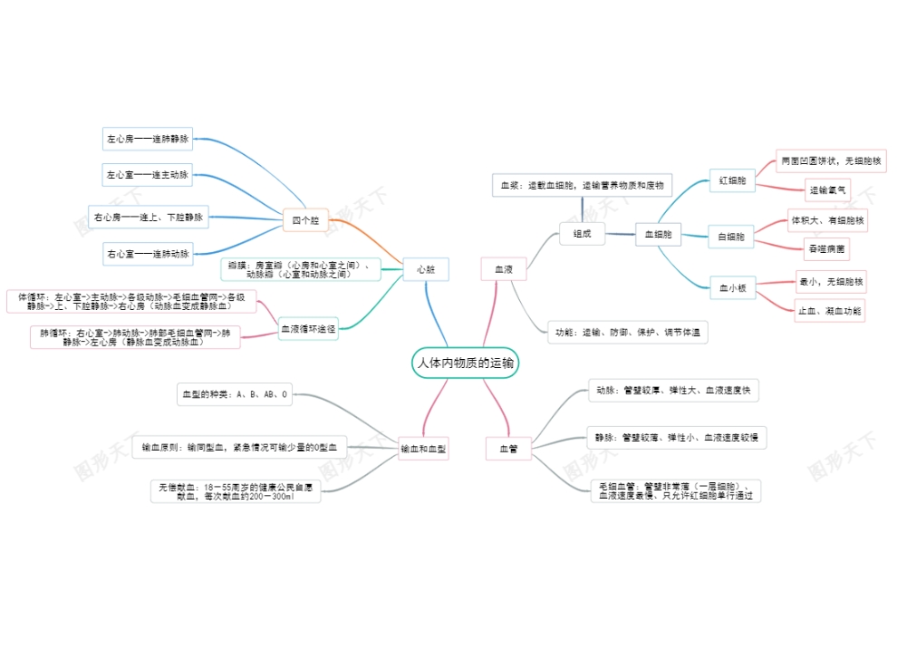 人体物质运输系统的关系数据可视化