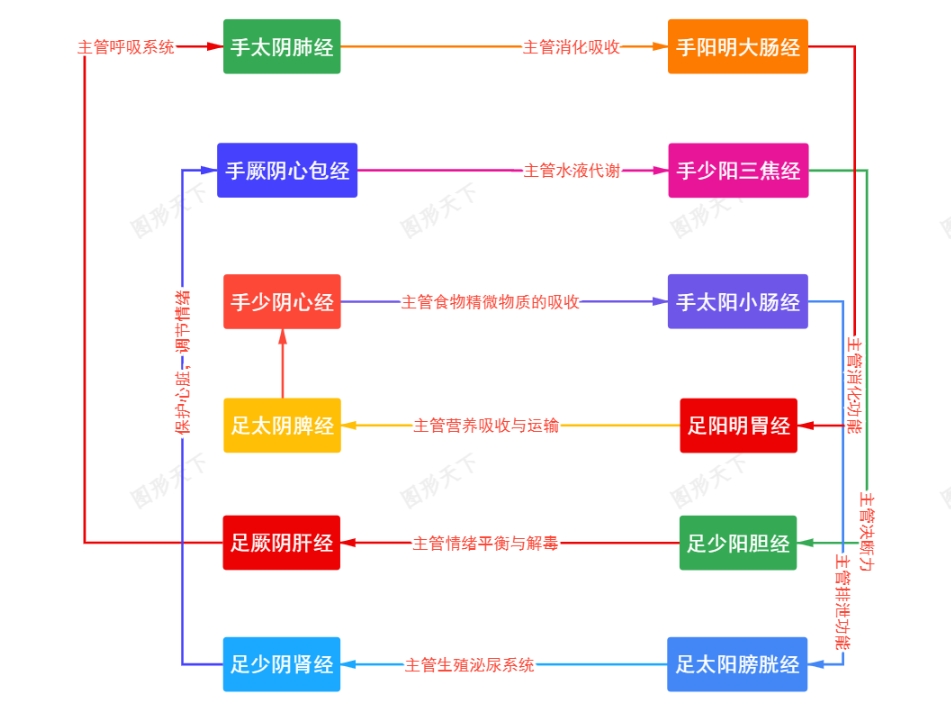 十二正经气血流注循环图