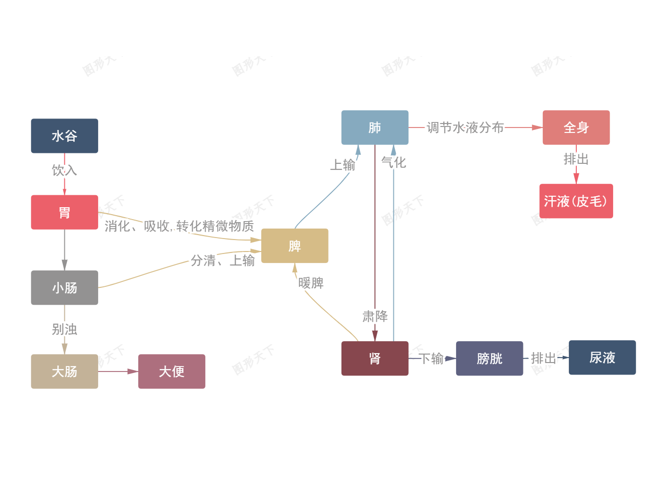 中医津液代谢过程关系图解