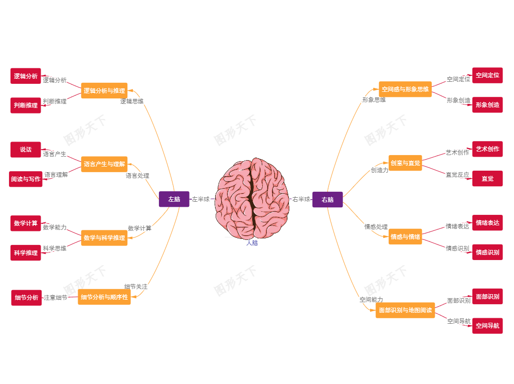 人脑左右半球的功能与协同