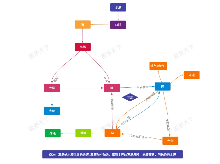 中医水液代谢路径与脏腑互动关系图
